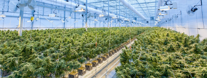 NTG24 - Neue Legalisierungsfantasien in Florida schicken Cannabis-Aktien in die Höhe und Aurora Cannabis gehört zu den größten Profiteuren