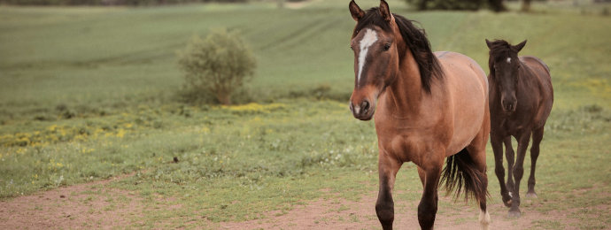 NTG24 - Umsatzsteuer auf Tiersehnen und Tiermägen: BFH schafft Klarheit