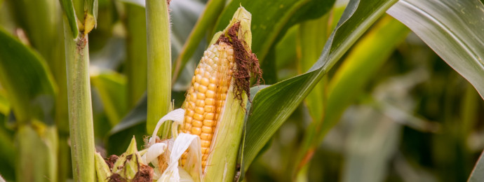 US-Landwirtschaftsministerium senkt Mais-Prognose stärker als erwartet - Newsbeitrag