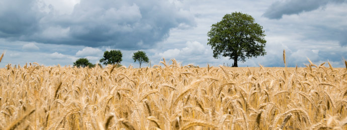 Weizenpreis: Russland plant erneut Beschränkung der Getreideexporte - Newsbeitrag