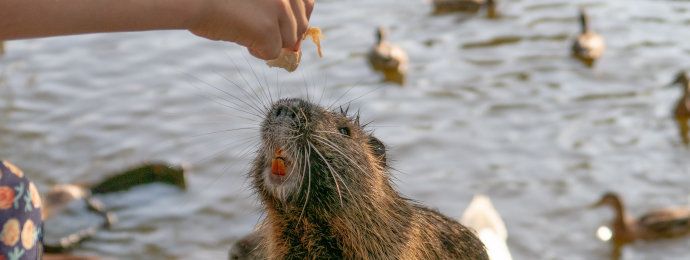 NTG24 - BFH: Wildtierschäden sind keine außergewöhnlichen Belastungen