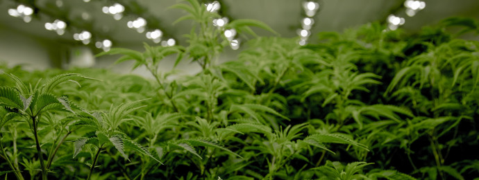 Cannabis-Aktien als Highflyer - Worauf zielen die WallStreetBets als nächstes? - Newsbeitrag