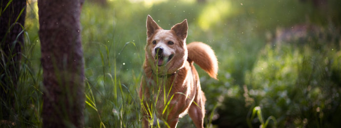 NTG24 - Dogecoin: Vom Witz zur rentablen Kryptowährung?
