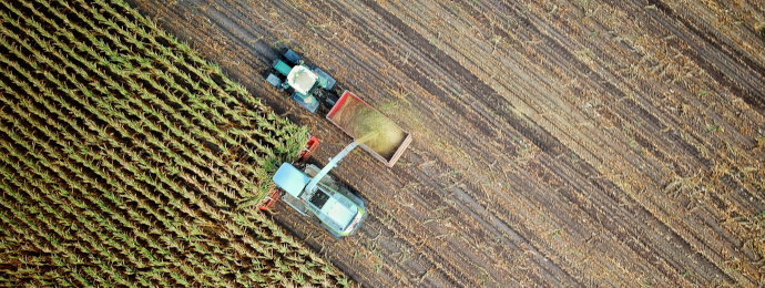 NTG24 - Neue Ernteprognosen stützen den Maispreis