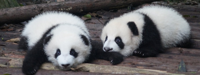 China prägt 2022 wieder Panda Bullion in Platin  - Newsbeitrag