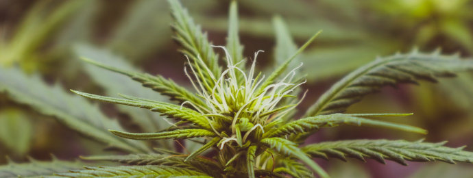 Innovative Industrial Properties: Führender US-Cannabisplantagen-Verwalter boomt entgegen Aurora, Canopy etc. - Newsbeitrag