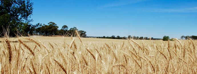 Weizen steht vor neuem starken Kaufsignal - Newsbeitrag