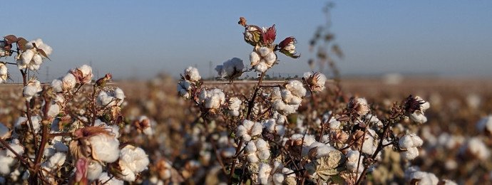 NTG24 - Globaler Markt für Baumwolle bleibt im Defizit – auch Inditex bekommt dies zu spüren