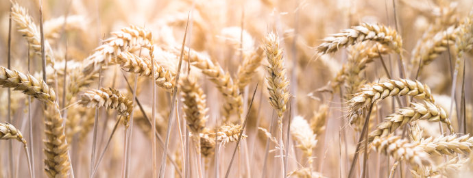 Der Weizenpreis wird nicht nur vom Angebotsdefizit getrieben – K+S mit Rückenwind