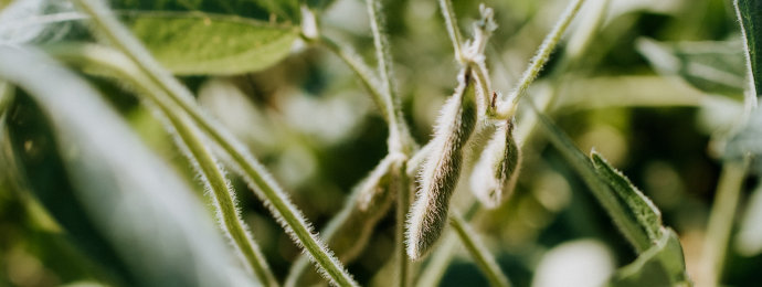NTG24 - Sojabohnenfuture mit neuem 9-Monatshoch - WisdomTree Soybeans ETC interessant