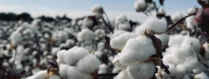 Baumwolle bricht nach oben aus – Wisdom Tree Cotton ETC interessant - Newsbeitrag