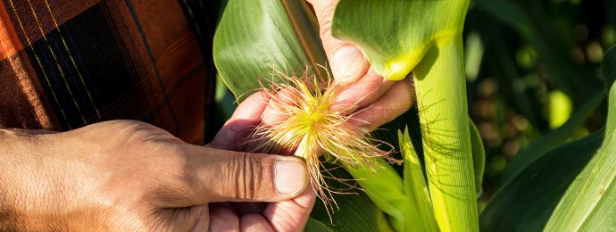 NTG24 - Der Mais-Preis bleibt heiß – Wisdom Tree Corn interessant