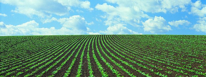 Landwirtschaft - Kaffee